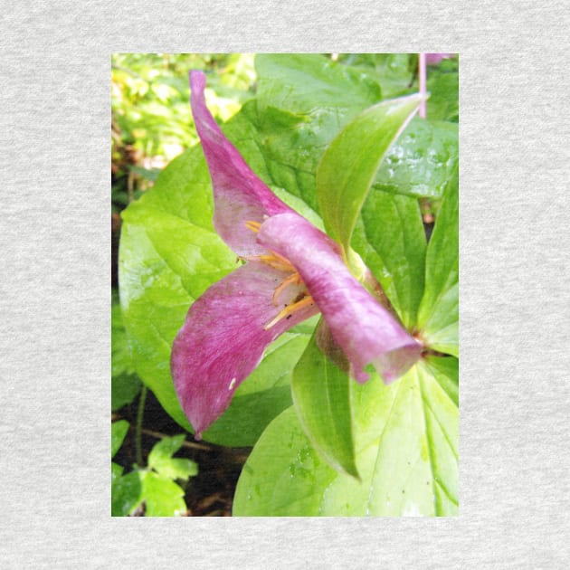 purple trillium #1 by DlmtleArt